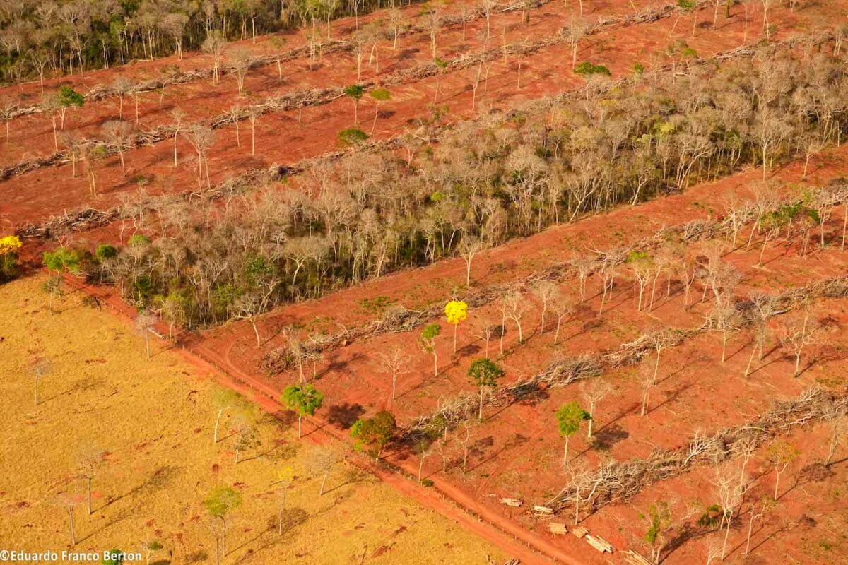 Planned Bolivia-Brazil highway threatens Chiquitania dry forest