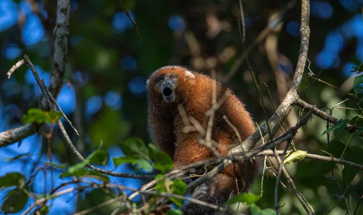 Dos monos que solo existen en Bolivia sobreviven en el Beni y est&aacute;n en peligro de desaparecer